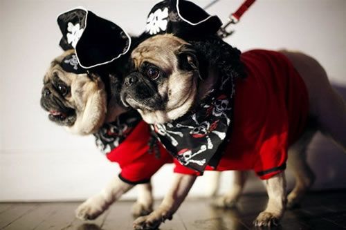 pirate pugs