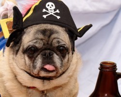 10 Pugs That are Gearing up for Halloween!