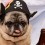 10 Pugs That are Gearing up for Halloween!