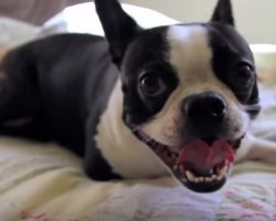 [VIDEO] This Doggy is SO Excited for Play Time! Watch and See!