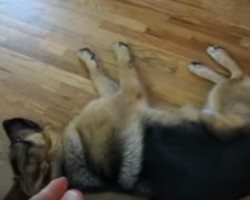 You Think You’ve Seen an Amazing Dog Trick?! You Haven’t Seen Anything THIS Amazing Until Now!