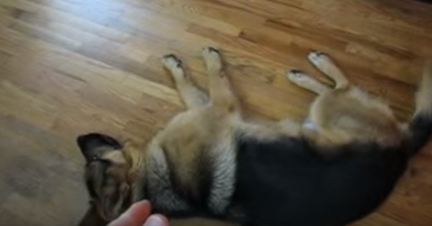 German Shepherd playing dead