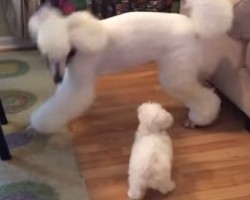 BIG Poodle Versus an Itty Bitty Little Puppy. Watch How They Play!