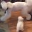 BIG Poodle Versus an Itty Bitty Little Puppy. Watch How They Play!