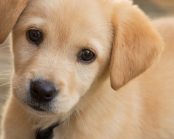 Easily Potty Train Your Pooch by Following These Easy Steps