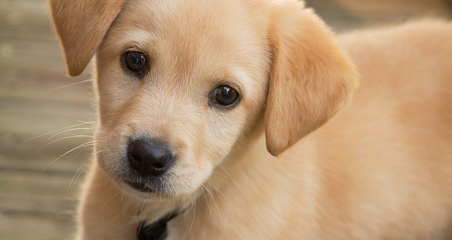 Golden Retriever dog