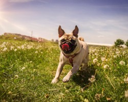 This Woman Chose a Career Centered Around Dogs, and She’s Never Looked Back – So Touching!