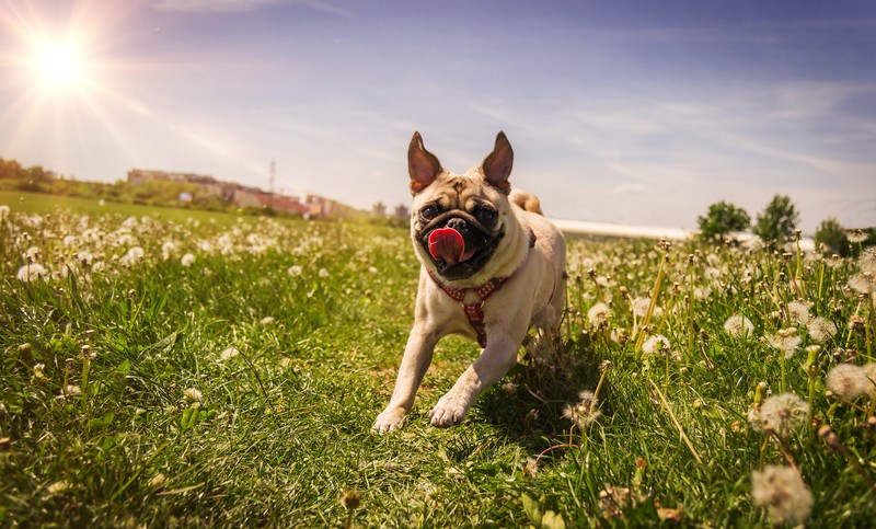 pug in a field