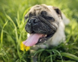 Understanding a Pooch’s Symptoms of Heat Stroke – It’s Something Every Owner Should Know About!