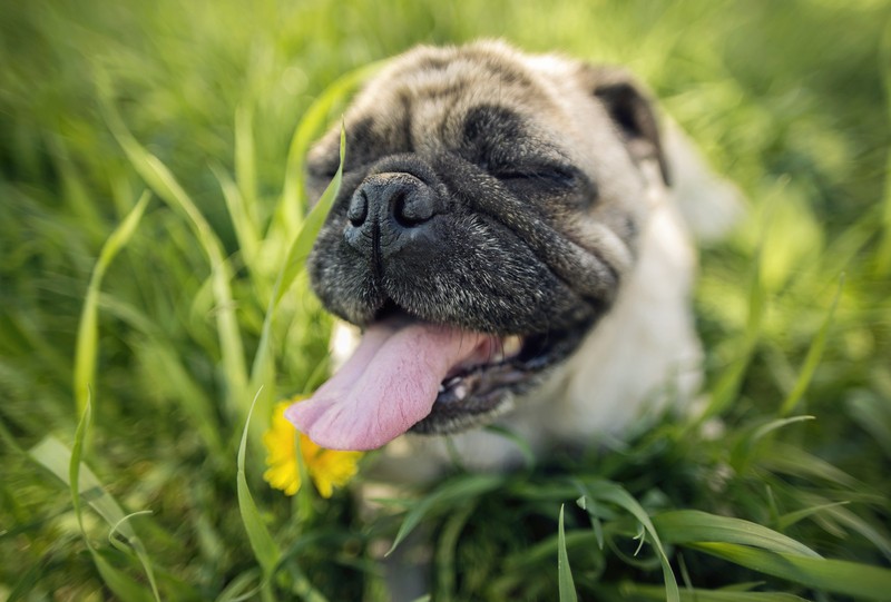 pug with tongue out outside in the grass
