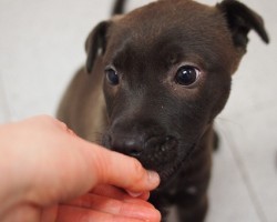 Teaching Your Pooch the Difference Between Play Biting and Nipping