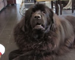 When a Dog is Asked Why He Ate a Cupcake You’ll Never Guess His Reaction