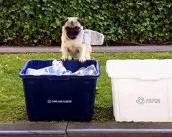 Want to Go Green? Let This Cute Pug Show You How!