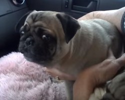 A Screaming Pug?! You Have to See This to Believe it