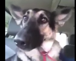 This German Shepherd has Some Serious Dance Moves – Watch and See!