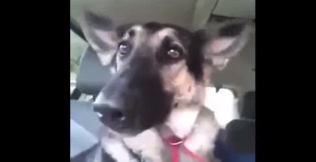 German Shepherd dancing with ears