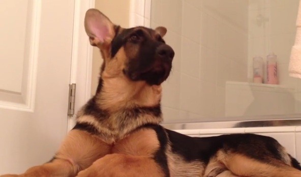 German Shepherd singing