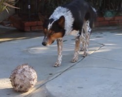 [VIDEO] Intelligent Doggie Knows Every Trick in the Book