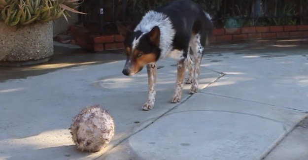 dog doing tricks