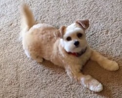 You’ll Never Guess How This Doggy Reacts When Her Owner Stares at Her