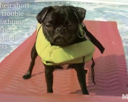 Are You a Pug Lover? Check Out These Facts