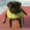 Are You a Pug Lover? Check Out These Facts