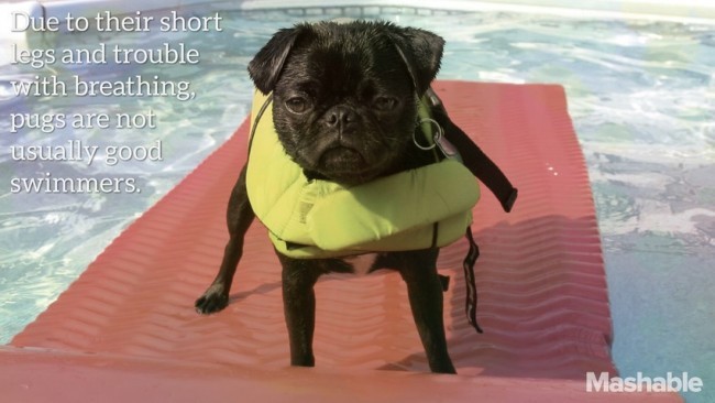 pug floating in the pool
