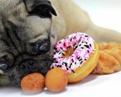 Dog-Friendly Diners and Drivethroughs