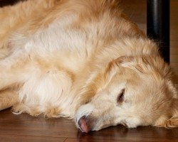 Symptoms of Doggy Cancer and What to Keep an Eye Out For