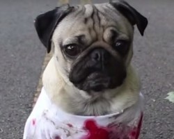 ‘Walking Dead’ Pug is so Zombie Like He Will Scare You…