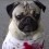 ‘Walking Dead’ Pug is so Zombie Like He Will Scare You…