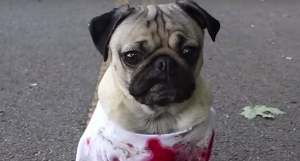 zombie walking dead pug