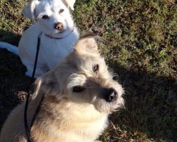 No Time to Walk Your Pooch? Stop the Excuses and Try THIS!