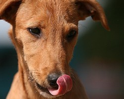 Learn How to Make Your Own Doggy Treats and Keep Your Pup Healthy