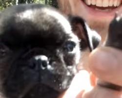 Bella The Baby Pug is Stealing Hearts Everywhere and it’s Easy to See Why!