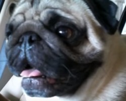 Charley the Pug is SO Unfazed During a Car Wash That He… Yawns?!