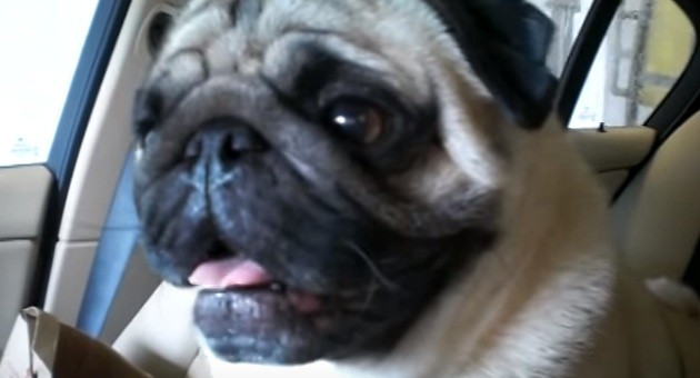 Charley the pug at the car wash