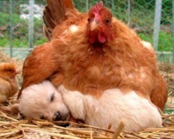 Cuteness Overload: The Most Unlikely Nap Buddies Have Sweet Dreams Together