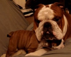 English Bulldog Dad Meets His Daughter and Realizes She’s Just as Feisty as He is — This Meeting is Awesome!