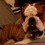 English Bulldog Dad Meets His Daughter and Realizes She’s Just as Feisty as He is — This Meeting is Awesome!