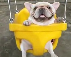 French Bulldogs in Swings?! Yes, Please!