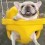 French Bulldogs in Swings?! Yes, Please!