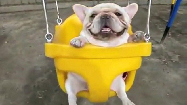 French bulldog on a swing