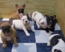 Adorable French Bulldog Puppies Will Steal Your Heart, Especially at 02:44!