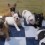 Adorable French Bulldog Puppies Will Steal Your Heart, Especially at 02:44!