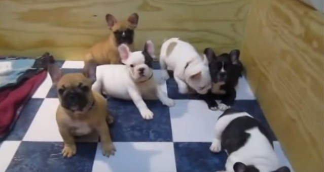 French Bulldog puppies