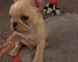 You’ll Never Believe the Tricks This 3-Month-Old French Bulldog Puppy Can Do – WOW!