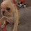 You’ll Never Believe the Tricks This 3-Month-Old French Bulldog Puppy Can Do – WOW!