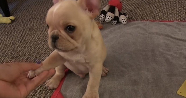 French Bulldog puppy