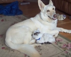 [VIDEO] SO Cute – A Baby Goat Thinks a German Shepherd is Her Mom!